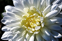 white chrysathamum in the sun